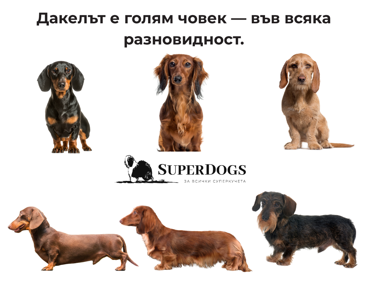 Дакелът е голям човек