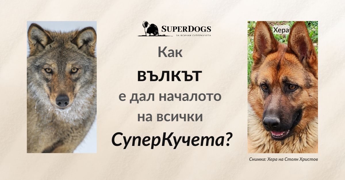 Вълците и кучетата споделят 98,8% ДНК - защо са толкова различни?