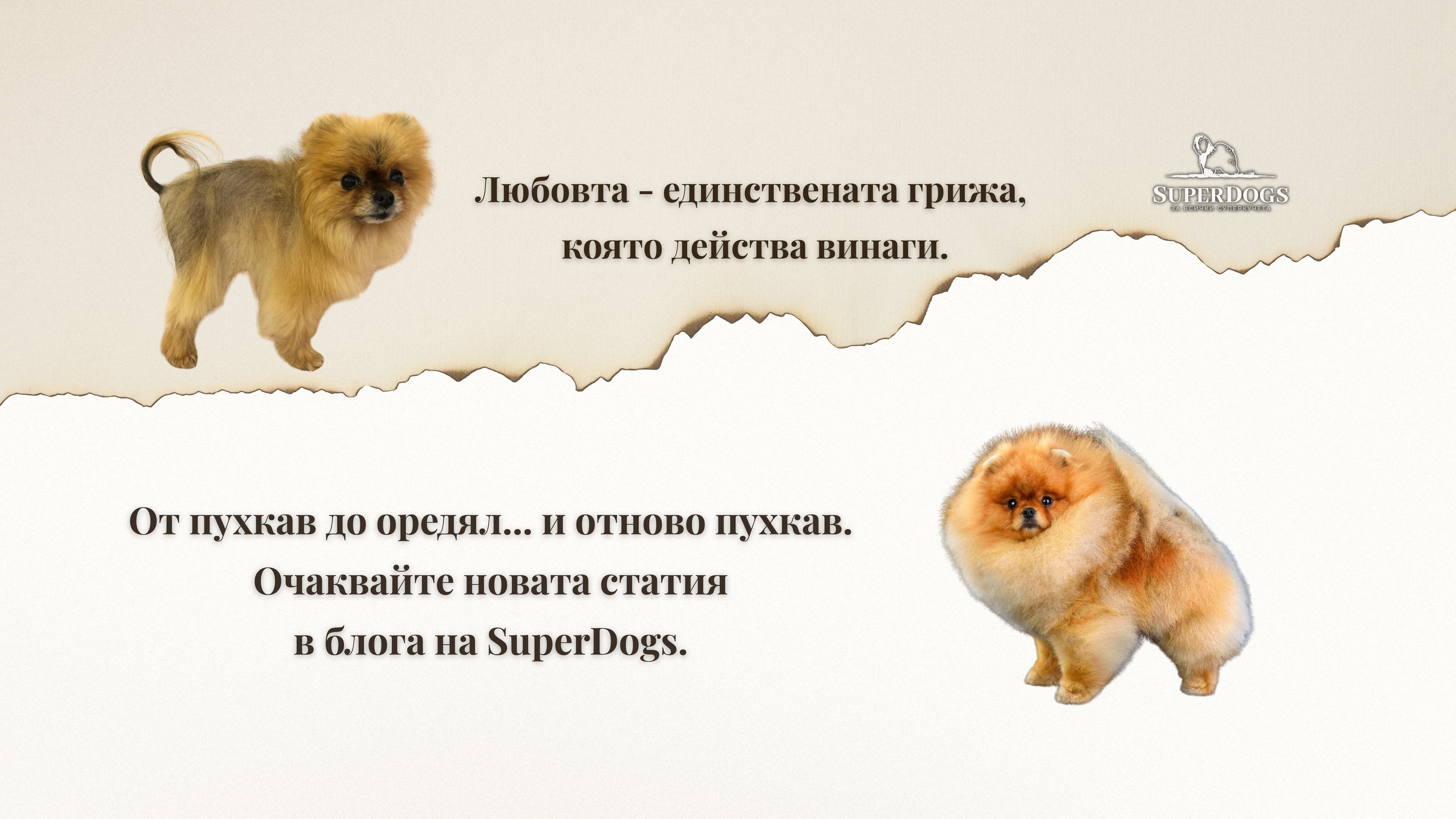 Когато пухът изчезне: алопеция при померана - достъпно ръководство за стопани