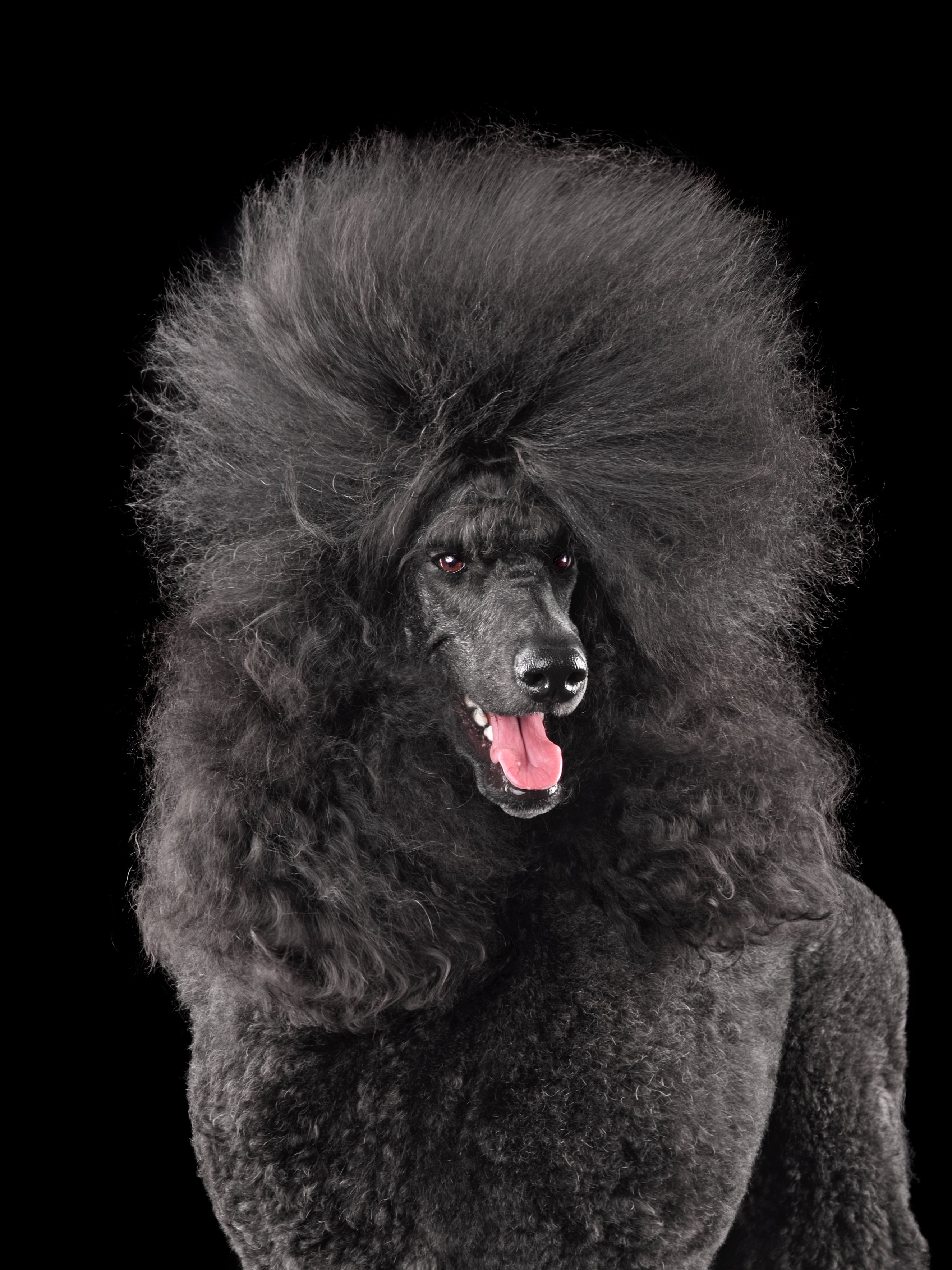 Защо избледнява цветът на козината при пуделите и как да се справим