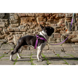 Повод за куче FLORENZE Lavender Purple от естествена кожа